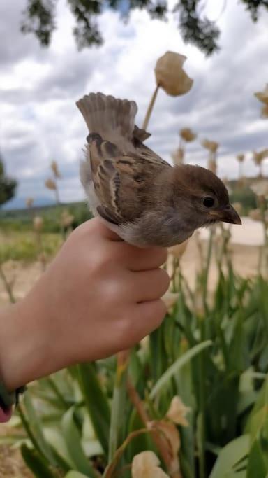 El Telar Arte Y Naturaleza Prádena Dış mekan fotoğraf