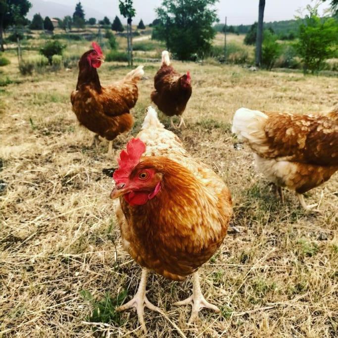El Telar Arte Y Naturaleza Prádena Dış mekan fotoğraf